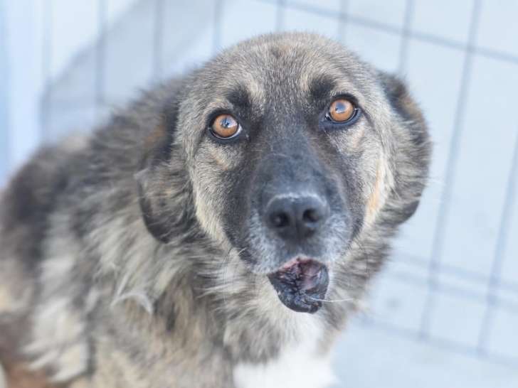 Chien âgé de 8 ans à la recherche d’un foyer