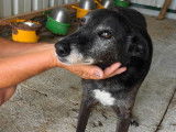 En attente d'adoption, chienne noire