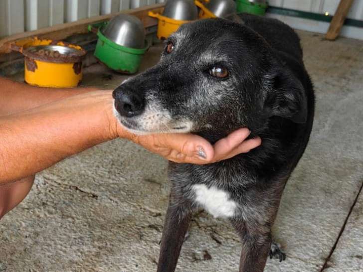 En attente d'adoption, chienne noire