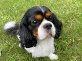 Mâle Cavalier King Charles Spaniel disponible pour saillie