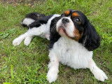 Mâle Cavalier King Charles Spaniel disponible pour saillie