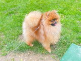 Chien Loulou de Poméranie à vendre