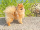Chien Loulou de Poméranie à vendre