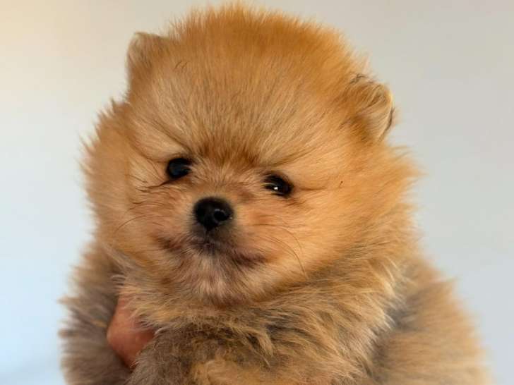 Chiots Spitz extra nains à vendre