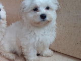Chiot Bichon Maltais M&acirc;le  &agrave; vendre