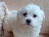 Chiot Bichon Maltais M&acirc;le  &agrave; vendre
