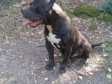 Chiot American Bully XL à vendre