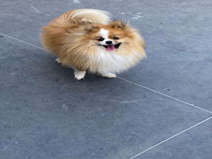 Mâle Spitz Allemand LOF disponible.