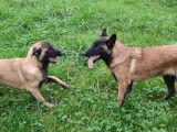 Chiots Malinois LOF &agrave; vendre