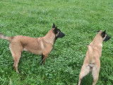 Chiots Malinois LOF &agrave; vendre