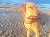 Recherche femelle Labrador pour saillie