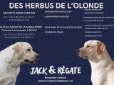 Chiots Labrador Retriever à vendre