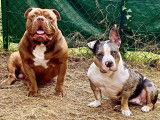 American Bully pocket à vendre