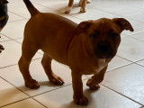 American Bully pocket à vendre