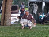Setter Anglais disponible pour saillie (Tricolore)