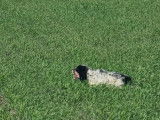 Setter Anglais disponible pour saillie (Tricolore)