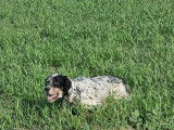 Setter Anglais disponible pour saillie (Tricolore)