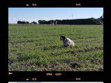 Setter Anglais disponible pour saillie (Tricolore)
