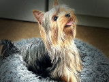 Jeune mâle Yorkshire Terrier LOF disponible pour saillie