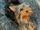 Jeune mâle Yorkshire Terrier LOF disponible pour saillie