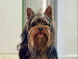 Jeune mâle Yorkshire Terrier LOF disponible pour saillie