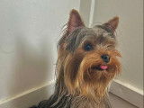 Jeune mâle Yorkshire Terrier LOF disponible pour saillie