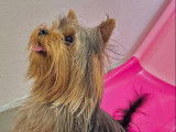 Jeune mâle Yorkshire Terrier LOF disponible pour saillie