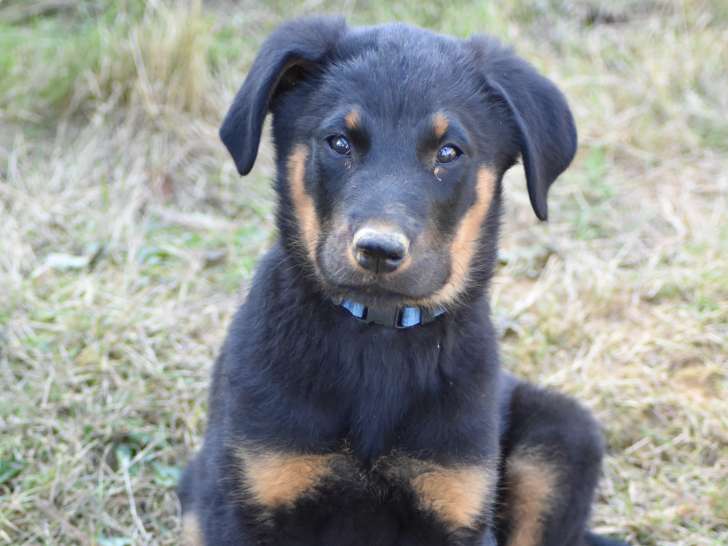 Chiots Beauceron LOF à vendre