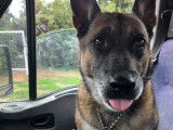 Bella, magnifique femelle Malinois à adopter