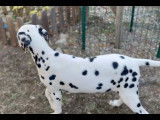 Chiots Dalmatiens disponibles et à réserver