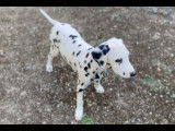 Chiots Dalmatiens disponibles et à réserver