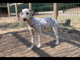 Chiots Dalmatiens disponibles et à réserver