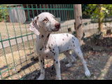 Chiots Dalmatiens disponibles et à réserver