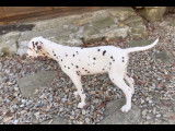Chiots Dalmatiens disponibles et à réserver