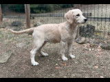 Chiots Golden Retriever disponibles et &agrave; r&eacute;server