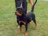 Jeune femelle Rottweiler LOF à vendre