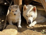 Chiots Pomsky F2 à vendre
