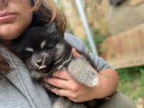 Chiots Pomsky F2 à vendre