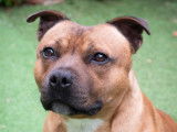 Salto, mâle Staffordshire Bull Terrier disponible pour saillie