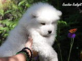 Adorables chiots Samoyède à vendre