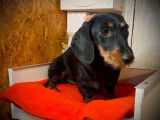 Un chien mâle Teckel Nain poil dur LOF disponible pour saillie