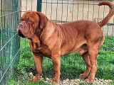 Superbe chien mâle Dogue de Bordeaux LOF disponible pour saillie