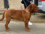 Superbe chien mâle Dogue de Bordeaux LOF disponible pour saillie