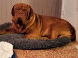 Superbe chien mâle Dogue de Bordeaux LOF disponible pour saillie