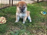 2 chiots Shiba Inu femelles LOF à réserver