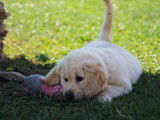 9 chiots Golden Retrievers LOF à vendre