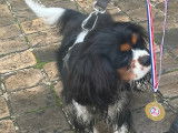 Mâle Cavalier King Charles LOF disponible pour saillie