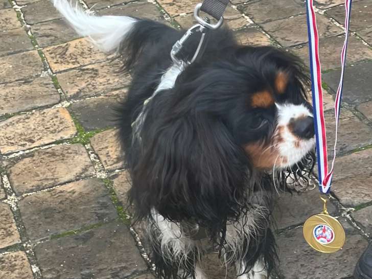 Mâle Cavalier King Charles LOF disponible pour saillie
