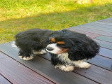 Mâle Cavalier King Charles LOF disponible pour saillie