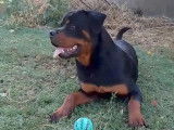 Jeune mâle Rottweiler LOF à vendre